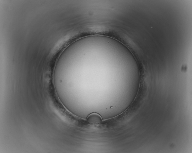 X0000112410736200908211121