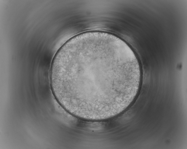 X0000112411338200908211112