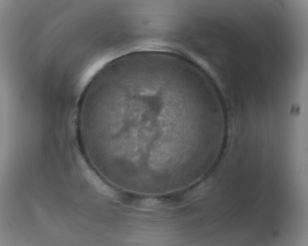 X0000112411463200908211110