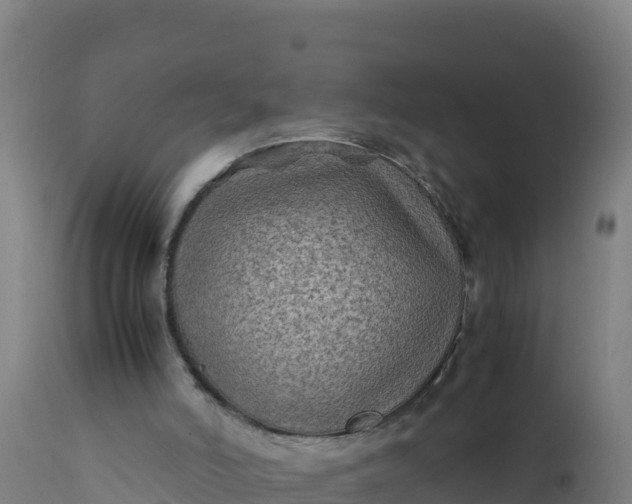 X0000112410006200908281825