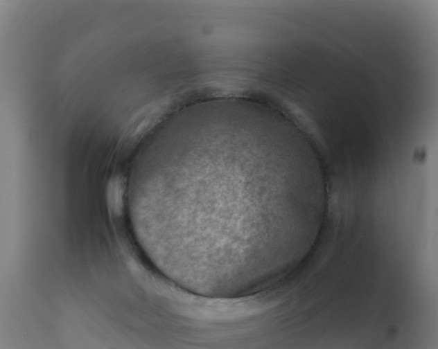 X0000112410026200908281825