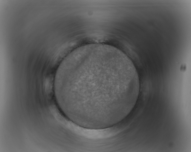 X0000112410030200908281825