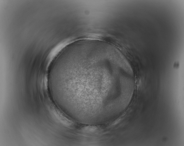 X0000112410294200908281821