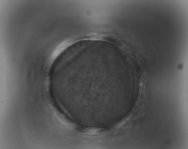 X0000112410295200908281821