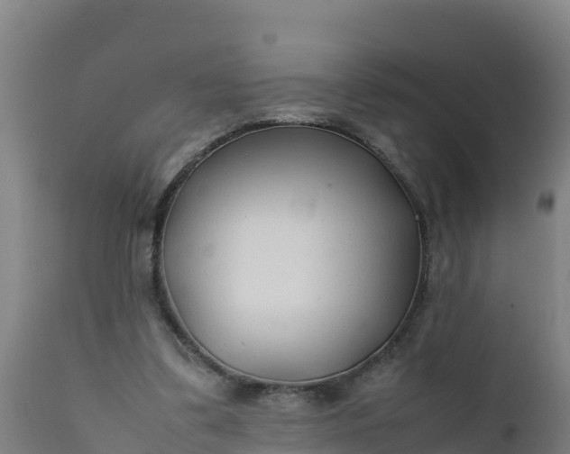 X0000112410299200908281821