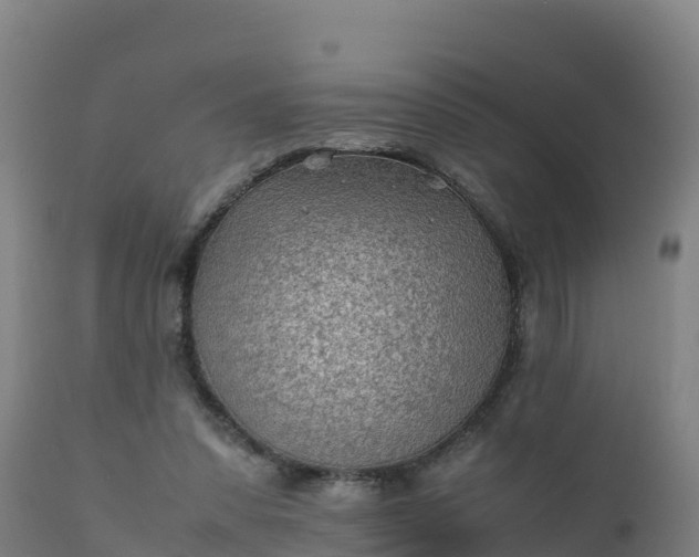 X0000112410303200908281821