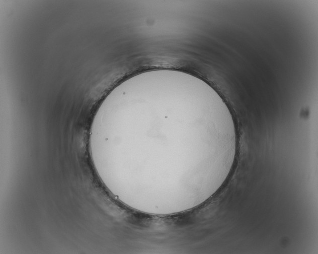 X0000112410305200908281821