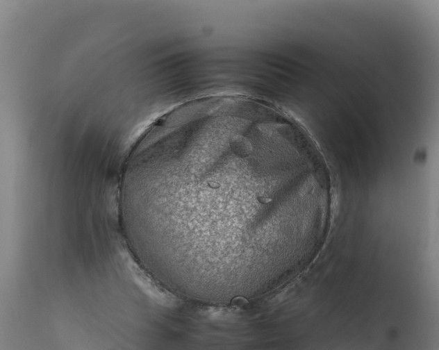 X0000112410345200908281819