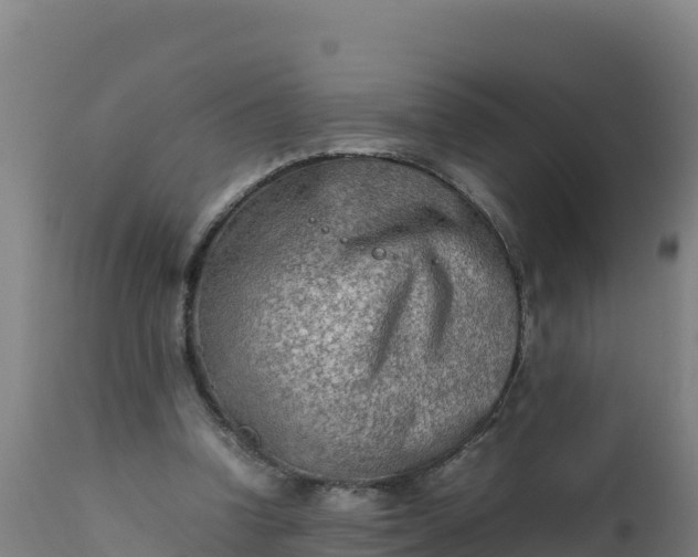 X0000112410346200908281819