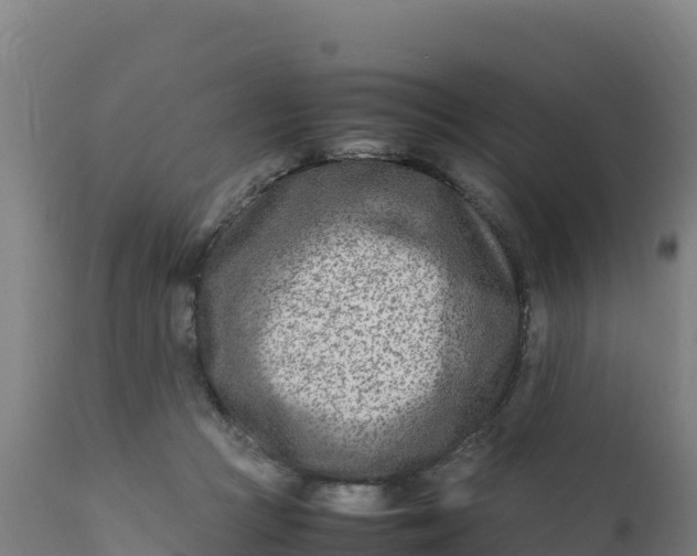 X0000112410361200908281820