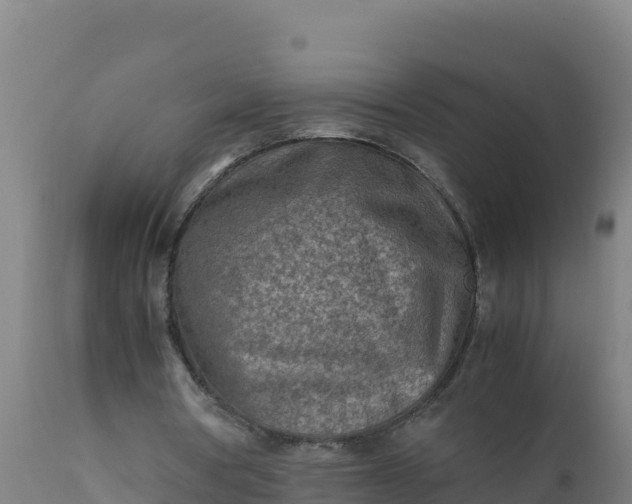 X0000112410386200908281819