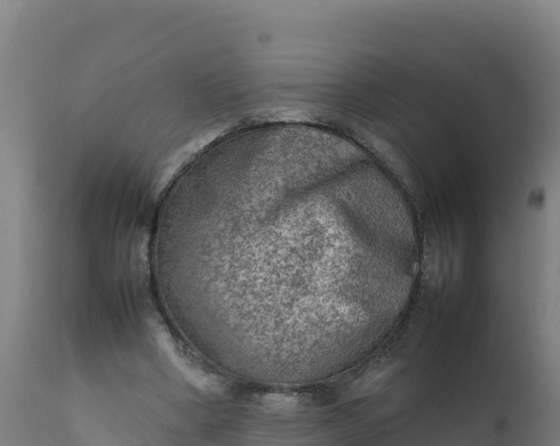 X0000112410394200908281819