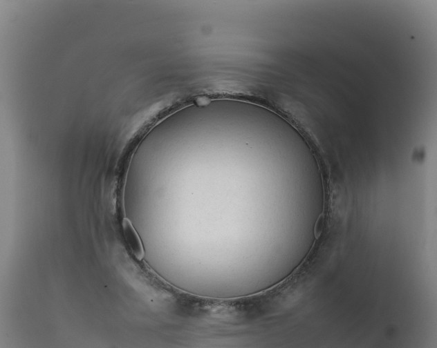 X0000112410395200908281819