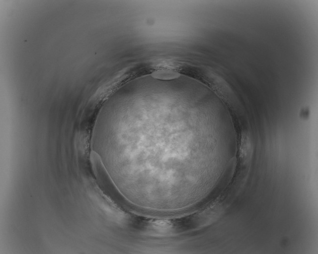 X0000112410409200908281819