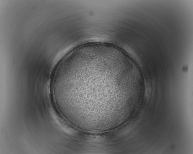 X0000112410486200908281817