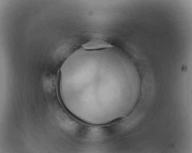 X0000112410528200908281817