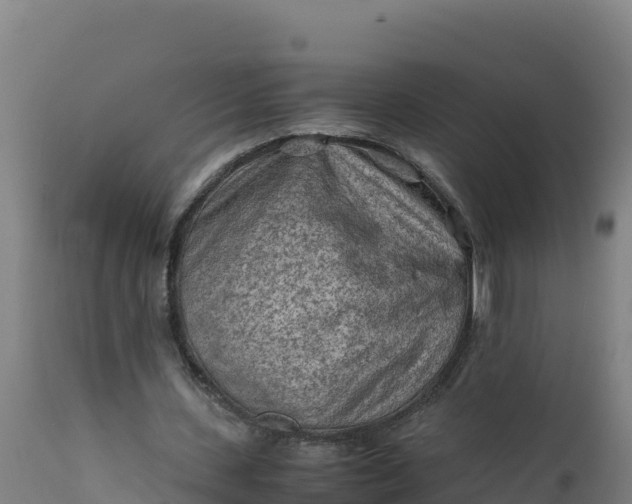 X0000112410531200908281816