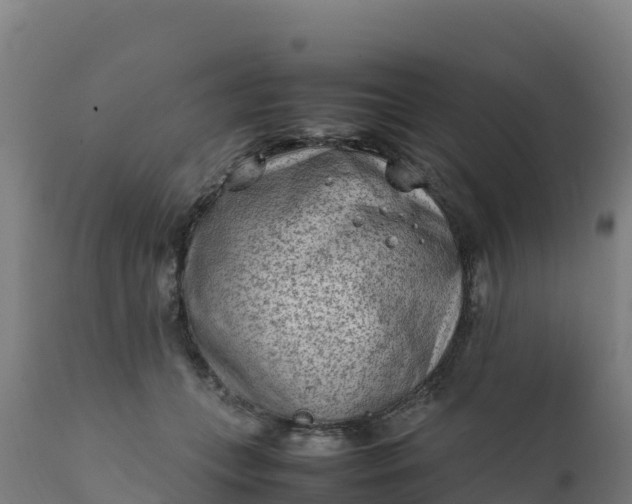 X0000112410559200908281816