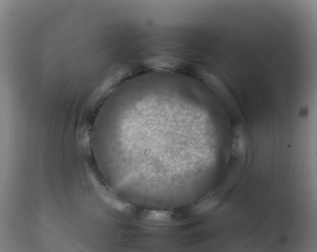 X0000112410573200908281816