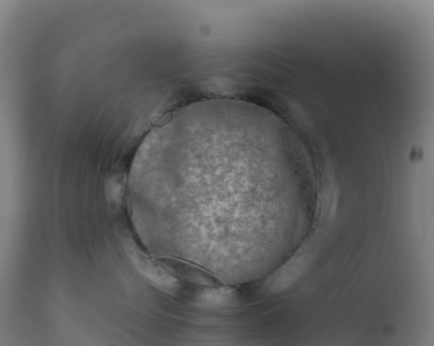 X0000112410576200908281816