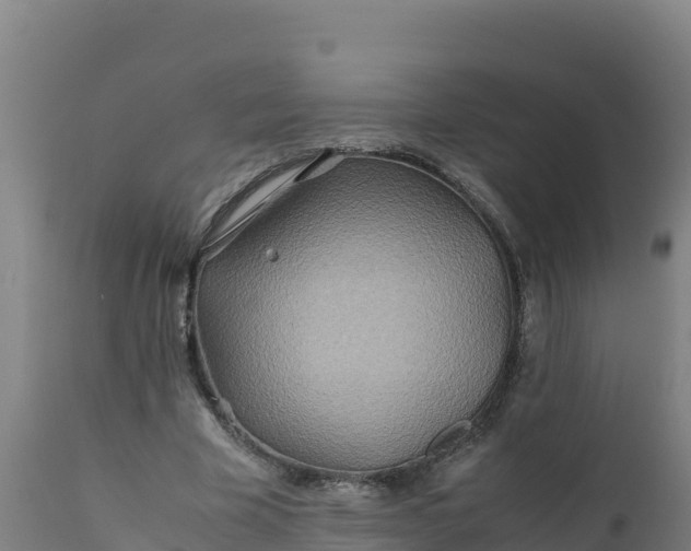 X0000112410585200908281815