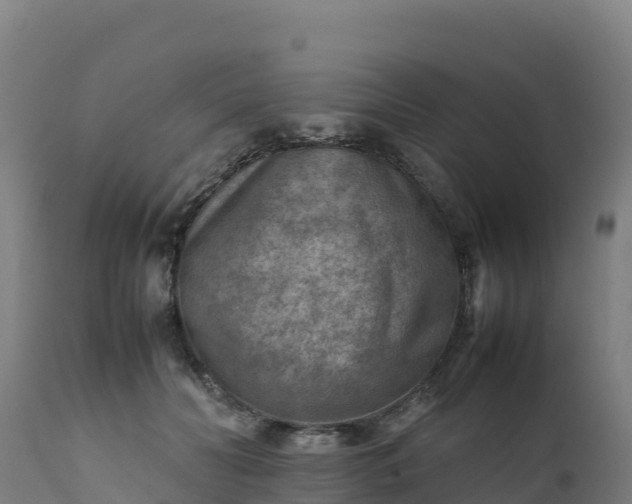 X0000112410606200908281815