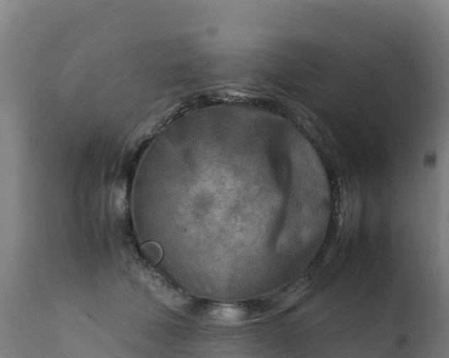 X0000112410610200908281815