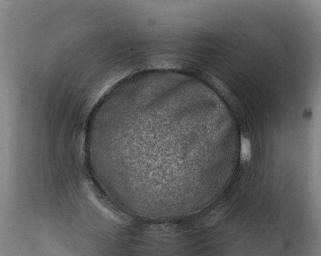 X0000112410627200908281814