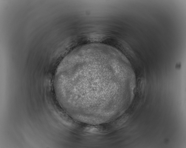 X0000112410655200908281815