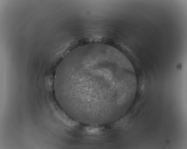 X0000112410661200908281815