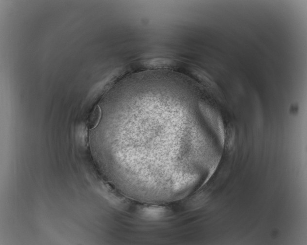 X0000112410669200908281815