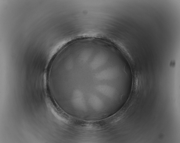 X0000112410678200908281814