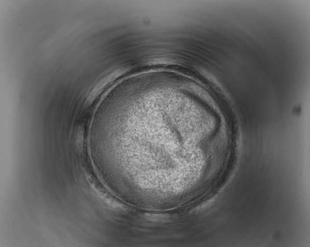 X0000112410825200908281812