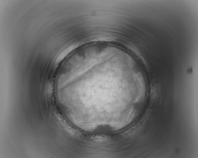 X0000112410874200908281811