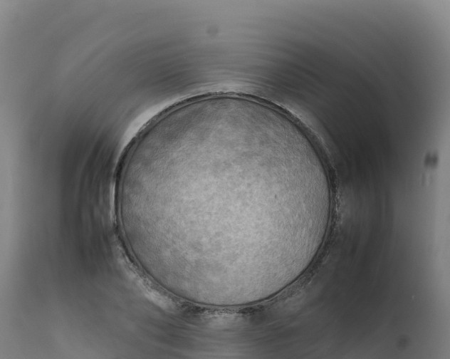 X0000112410886200908281811