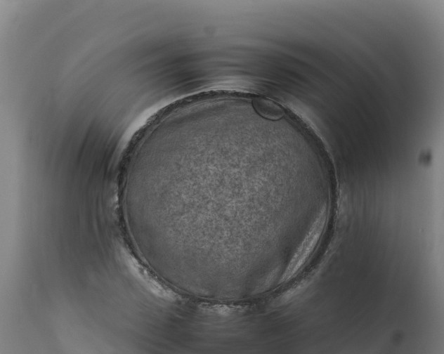 X0000112410923200908281810