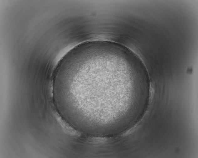 X0000112410925200908281810