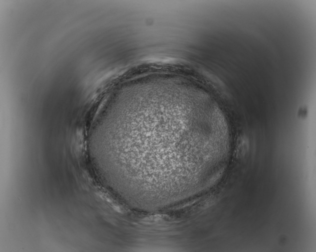 X0000112410966200908281810