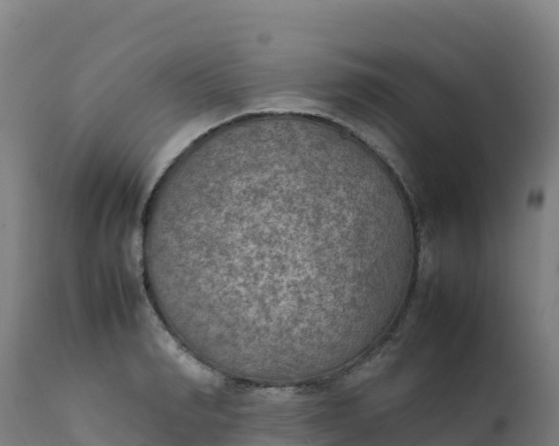 X0000112410990200908281810