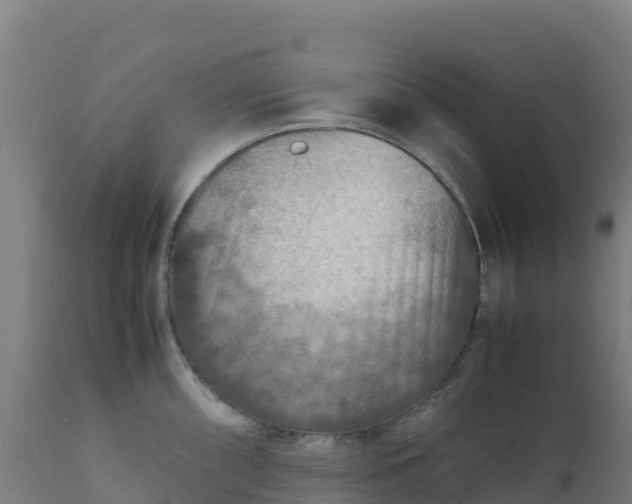 X0000112411098200908281808