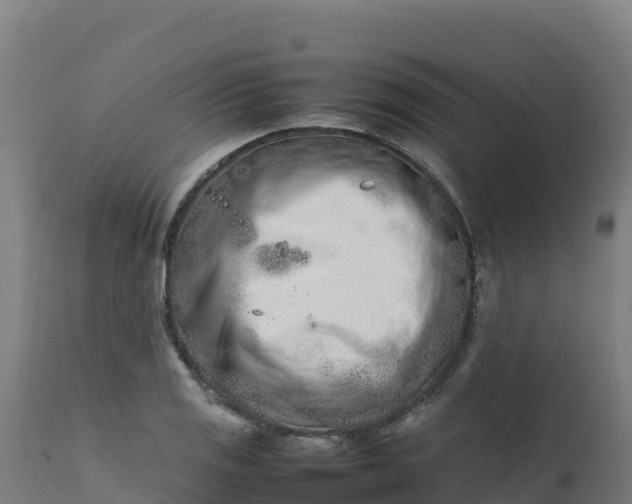 X0000112411125200908281808