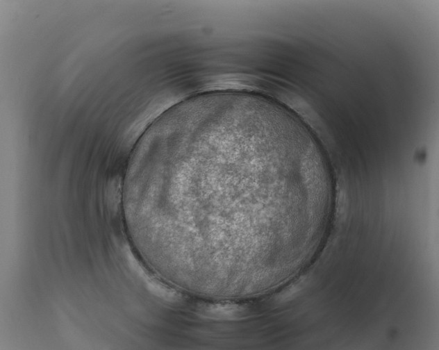 X0000112411233200908281806