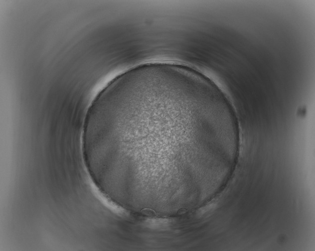 X0000112411237200908281807