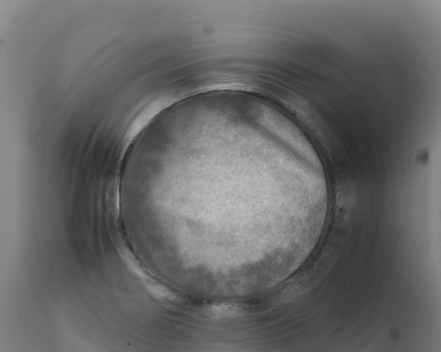 X0000112411274200908281806