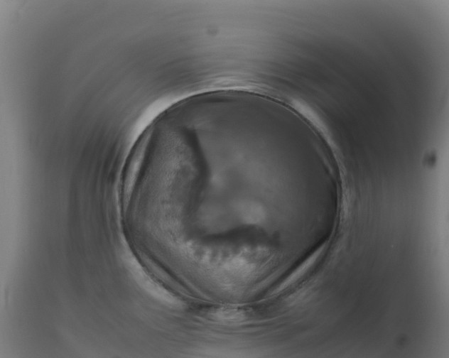X0000112411291200908281805