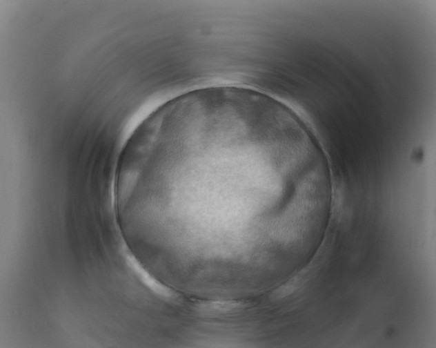 X0000112411294200908281805