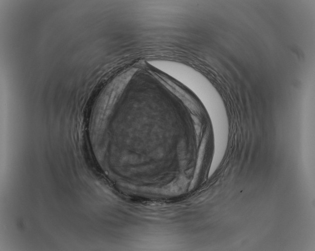 X0000112410223200909110956