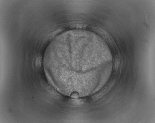 X0000112410326200909110955