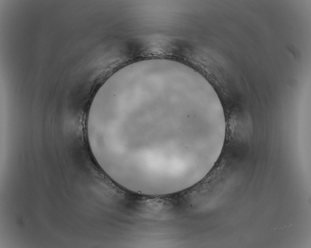X0000112410423200909110954