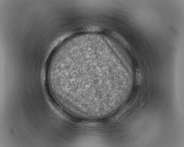 X0000112410726200909110949